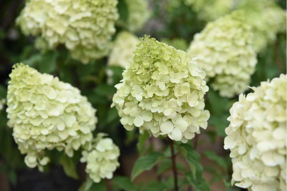 Hortensia 'Polar Bear'